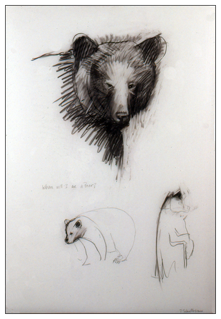 Bear Drawings