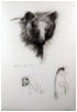 Bear Drawings