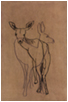 Deer Suite V