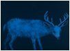 Night Deer
